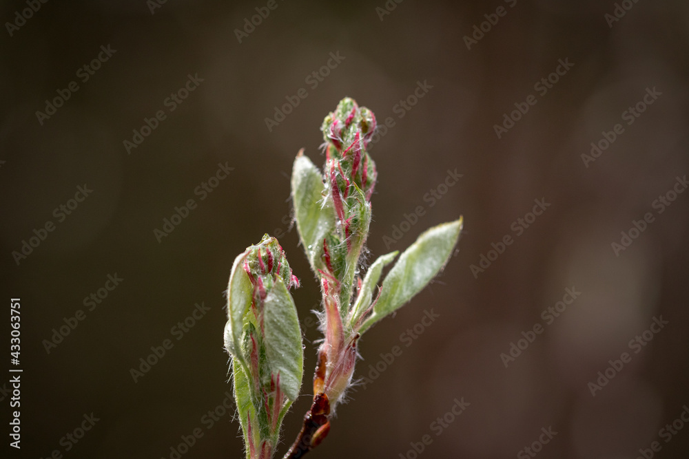 Twig with young blossoming leaves in the spring. Young tree growing at the spring. Twig with young blossoming leaves in the spring. Young tree growing at the spring.