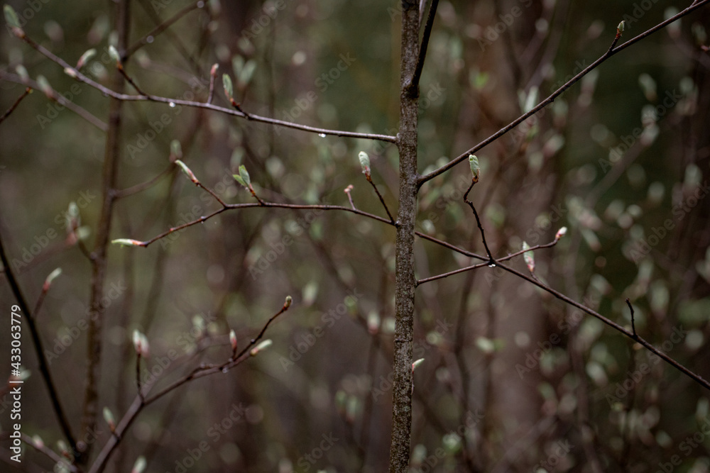 Branches of tree with buds. Wildlife and vegetation. Branching tree with young buds. Close-up. Selective focus. Copy space. Branches of tree with buds. Wildlife and vegetation. Branching tree with young buds. Close-up. Selective focus. Copy space.