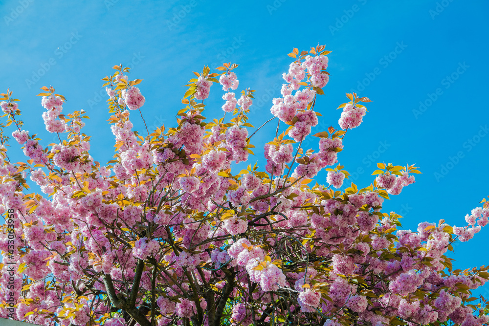 Frühling in Hannover Kronsberg. Frühling in Hannover Kronsberg.