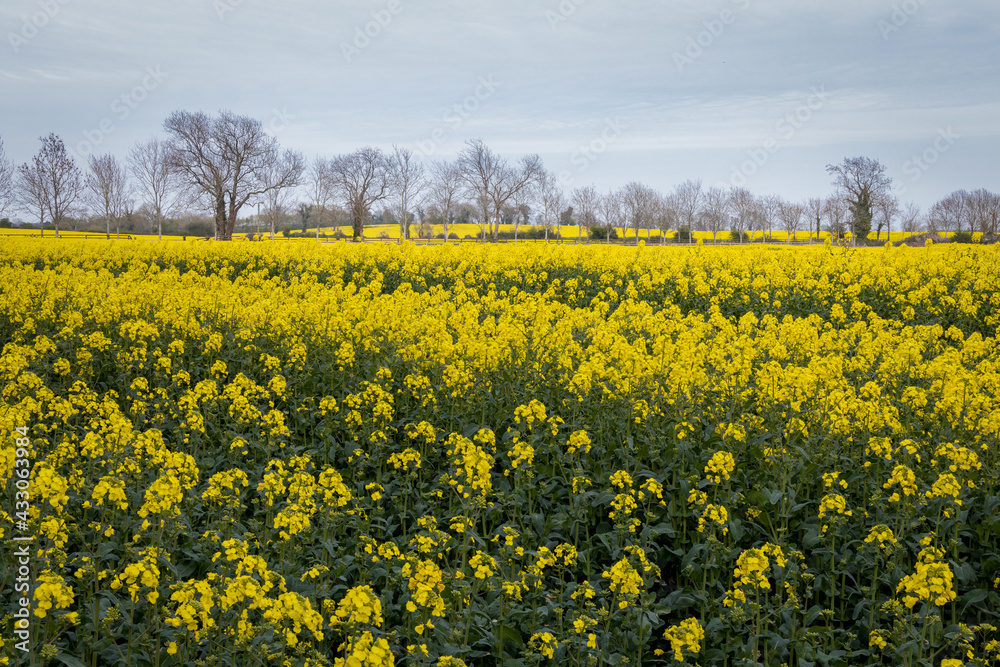 Field of Rapeseed Flowers with Trees, County Wicklow