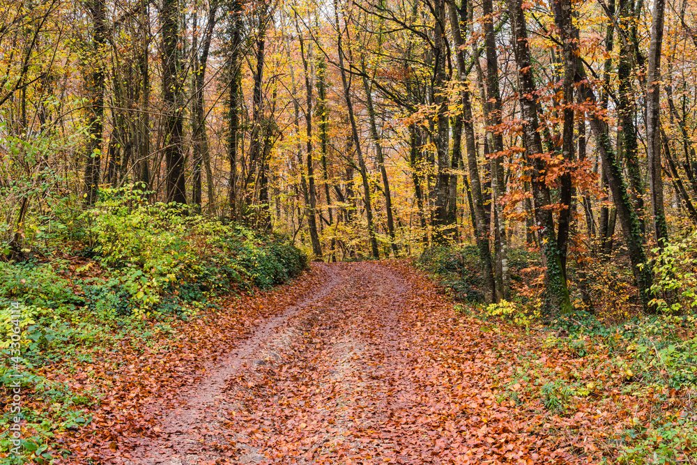 Obraz premium Path in autumn forest