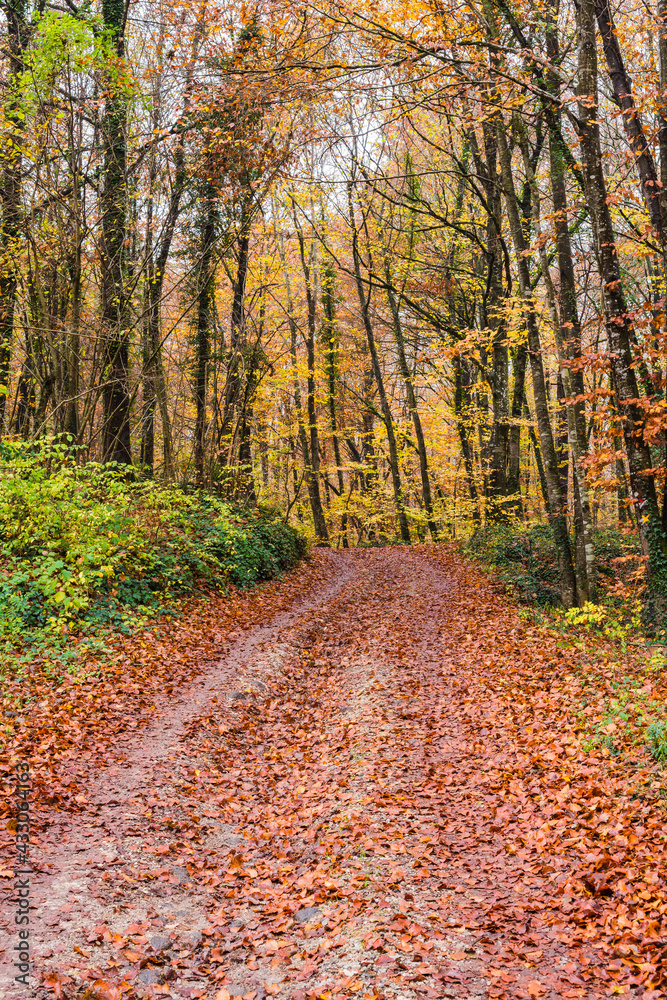 Road in autumn forest Road in autumn forest