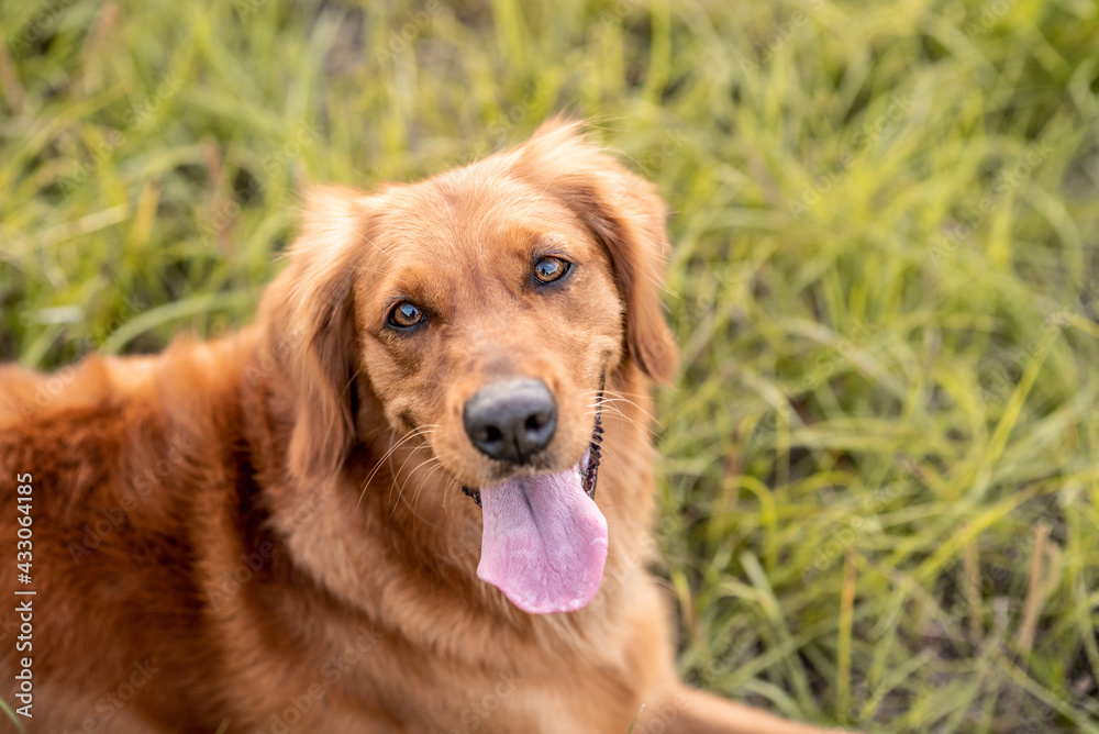 Golden Retriever dog enjoying outdoors at a large grass field at sunset, beautiful golden light Golden Retriever dog enjoying outdoors at a large grass field at sunset, beautiful golden light