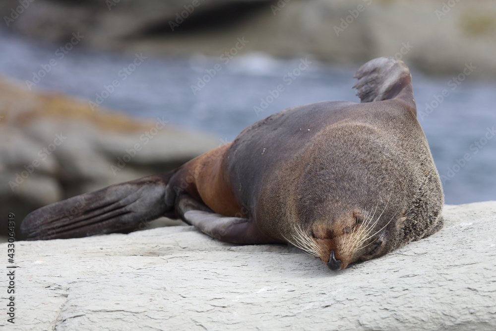 Fototapeta premium Neuseeländischer Seebär / New Zealand fur seal / Arctocephalus forsteri