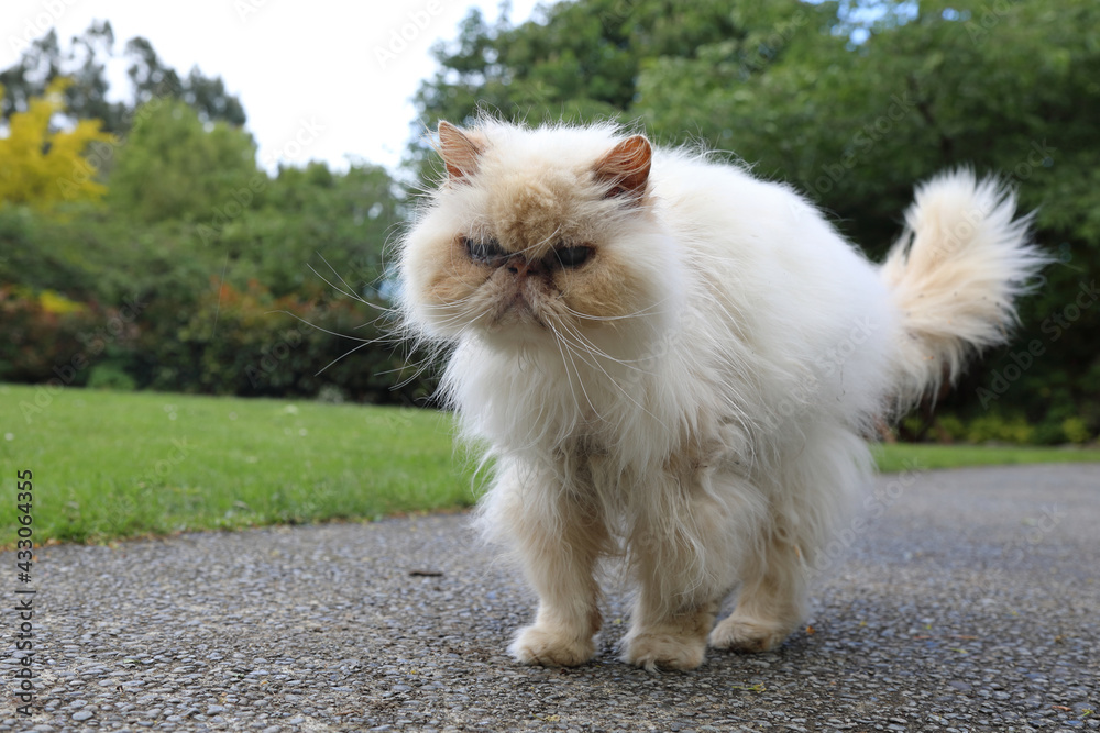 Hauskatze / Domestic Cat / Felis domestica. Hauskatze / Domestic Cat / Felis domestica.