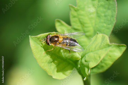 Fotografie Male hoverfly, Spring Smoothtail, Epistrophe eligans on a leaf in the sun in a Dutch garden