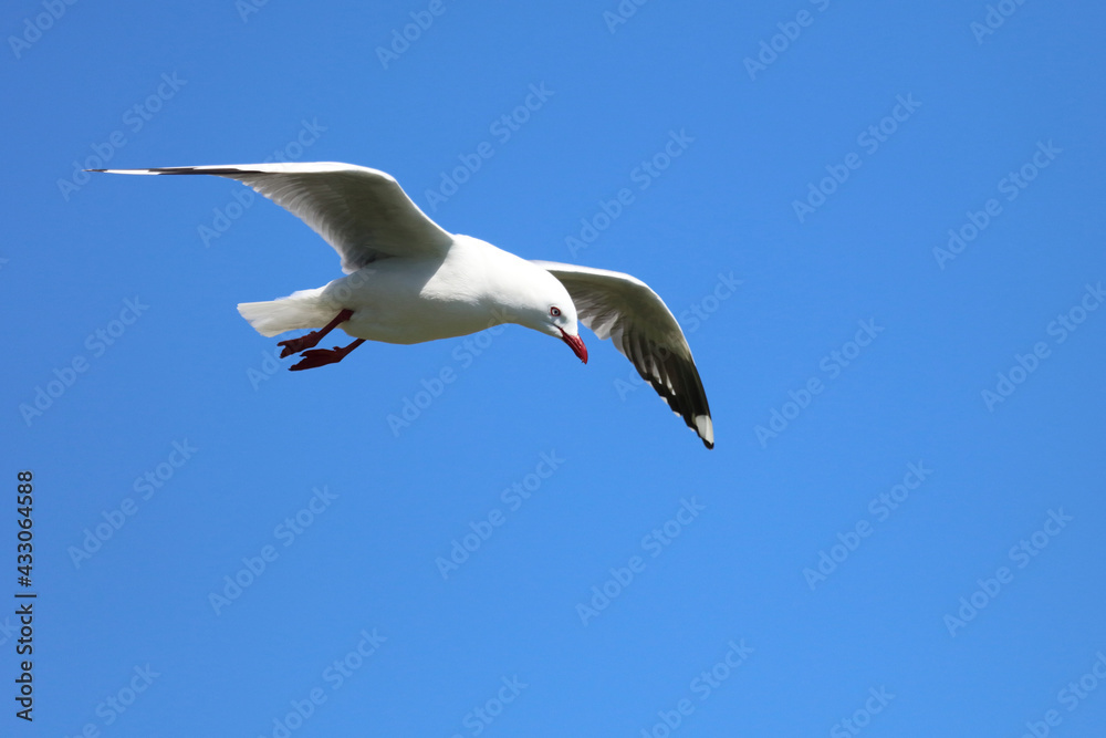 Rotschnabelmöwe / Red-billed gull / Larus scopulinus.