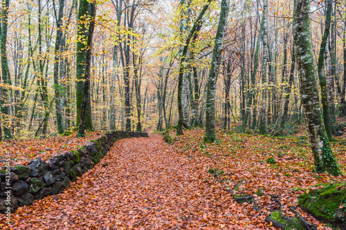 Path in the beautiful autumn forest