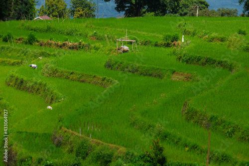 Malino, Tinggimoncong, Gowa Regency, South Sulawesi, Indonesia 3-25-2021 Beautiful rice field malino. photo