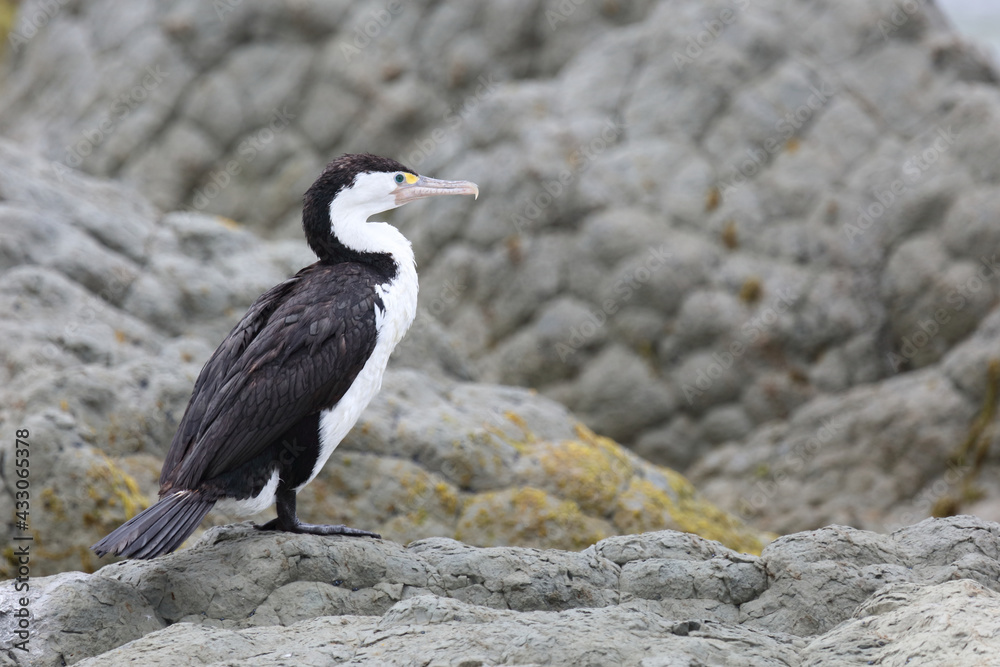 Obraz premium Elsterscharbe / Australian pied cormorant / Phalacrocorax varius