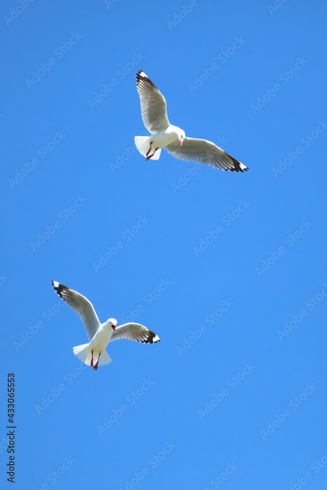 Rotschnabelmöwe / Red-billed gull / Larus scopulinus. Rotschnabelmöwe / Red-billed gull / Larus scopulinus.