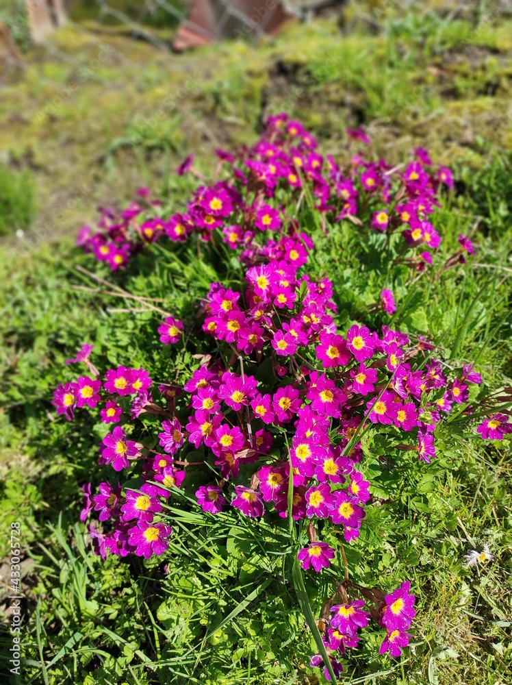 Obraz premium pink flowers in the garden