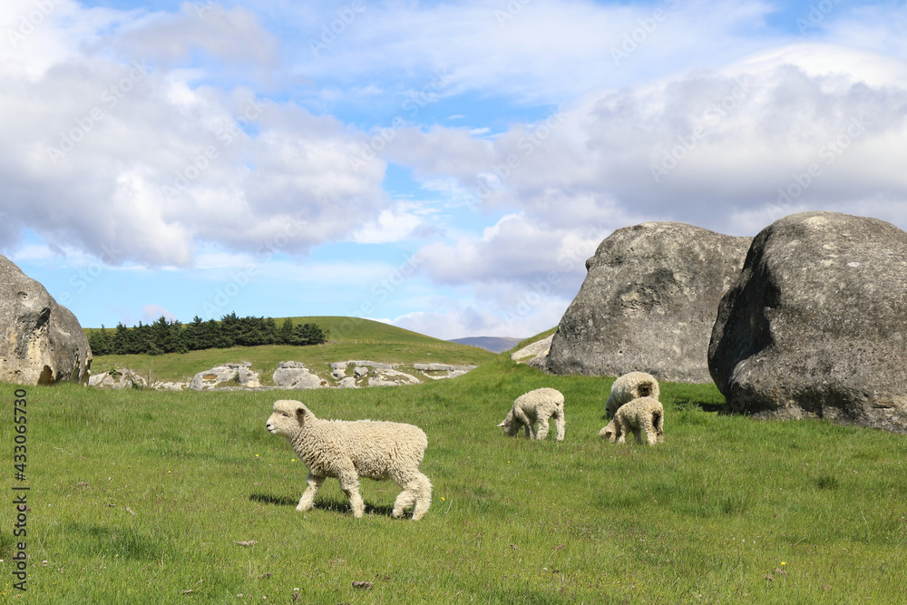 Romneyschaf / Romney sheep / Ovis