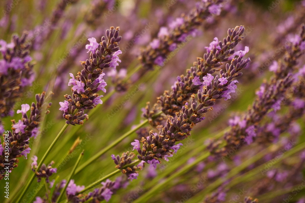 close up of lavender