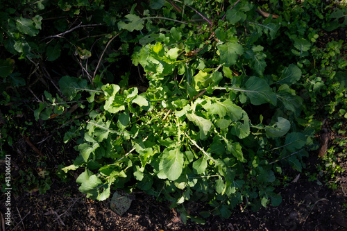 organic rucola