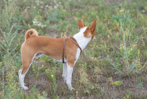 Side view of young basenji dog standing in wild grass at late summer season and looking aside