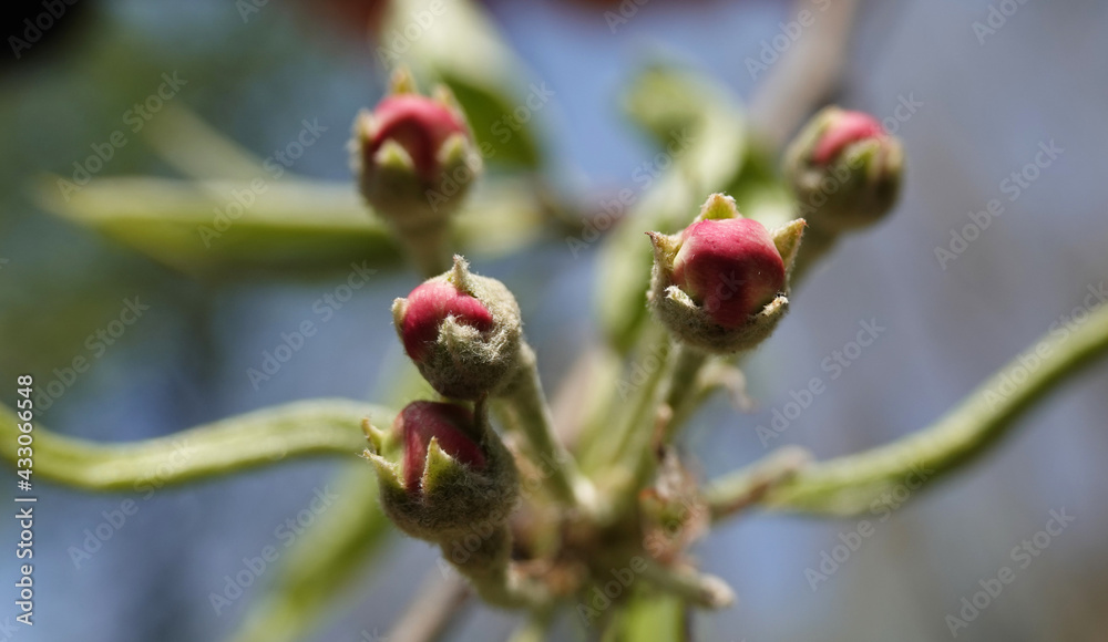Blooming Apple tree Blooming Apple tree