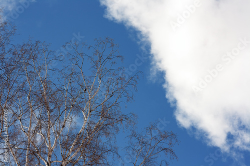 birch branches and clouds