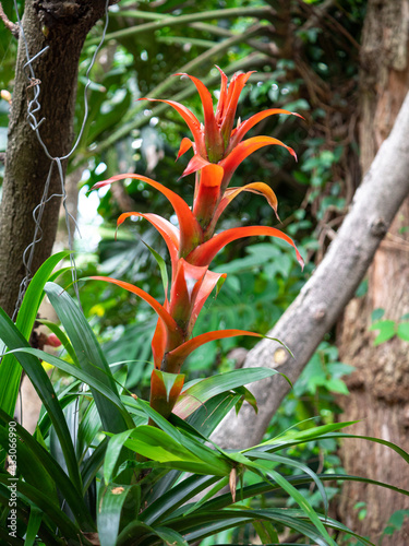 The Droophead Tufted Airplant or Scarlet Star (Guzmania lingulata) Grows in the Garden photo