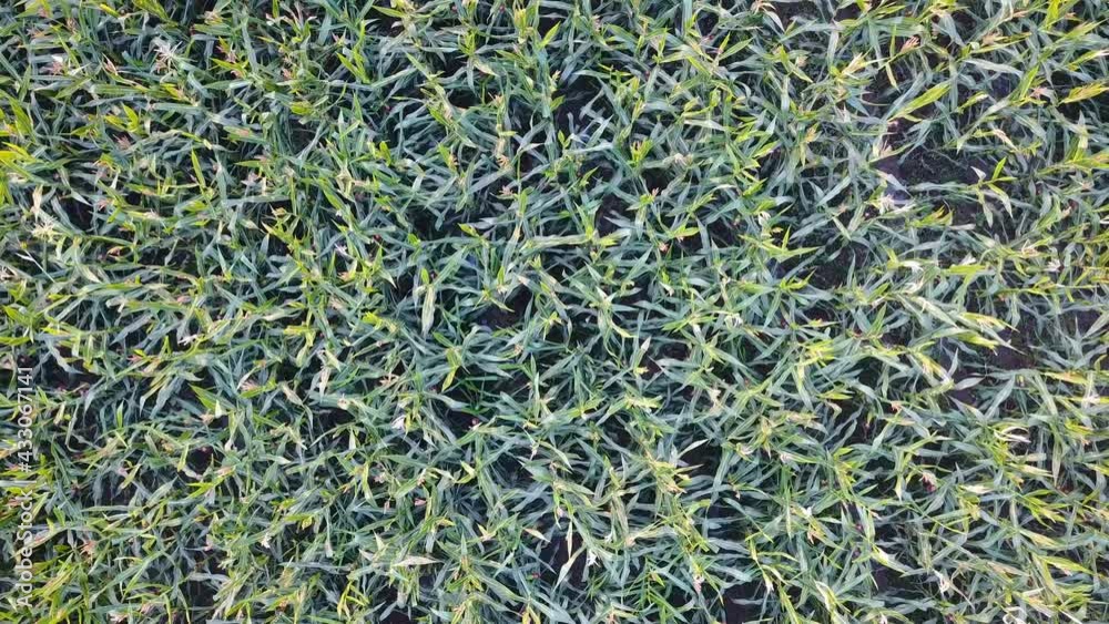 Aerial view of corn field, farmland. Drone flying low over corn field. Rural scenery, farm, spring summer season.
Aerial view of corn field, farmland. Drone flying low over corn field. Rural scenery, farm, spring summer season.