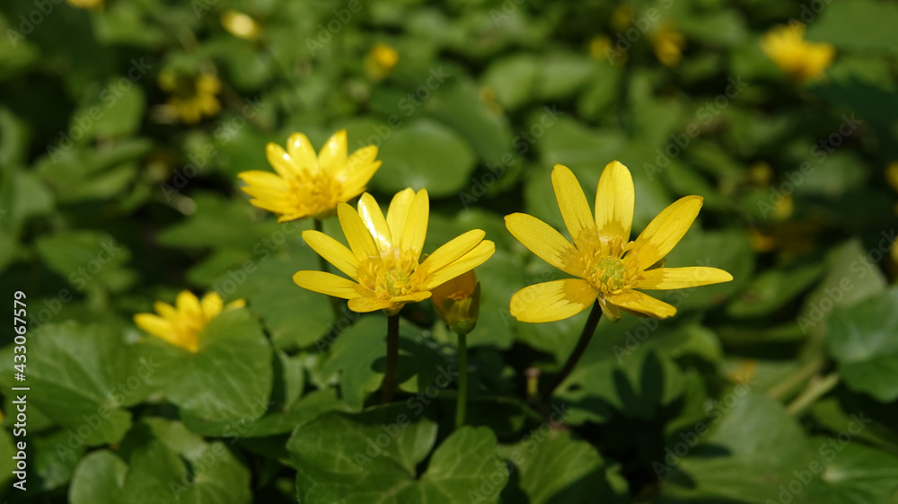 Obraz premium Spring flowers Chistyak