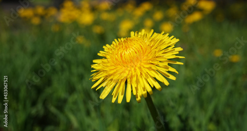 Wildflowers Dandelions