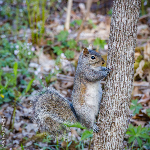 Close up of an Eastern gray squirrel (Sciurus carolinensis) looking from a tree trunk during spring. Selective focus, background and foreground blur. 