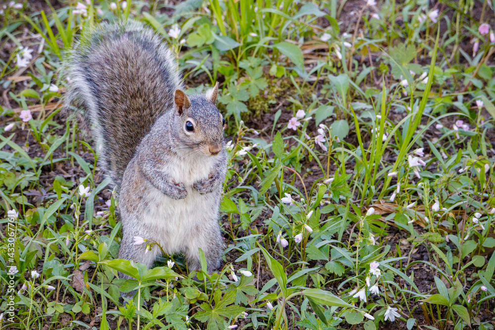 Wild Eastern gray squirrel (Sciurus carolinensis) standing on two legs looking for danger during spring. Selective focus, background blur and foreground blur.
Wild Eastern gray squirrel (Sciurus carolinensis) standing on two legs looking for danger during spring. Selective focus, background blur and foreground blur.