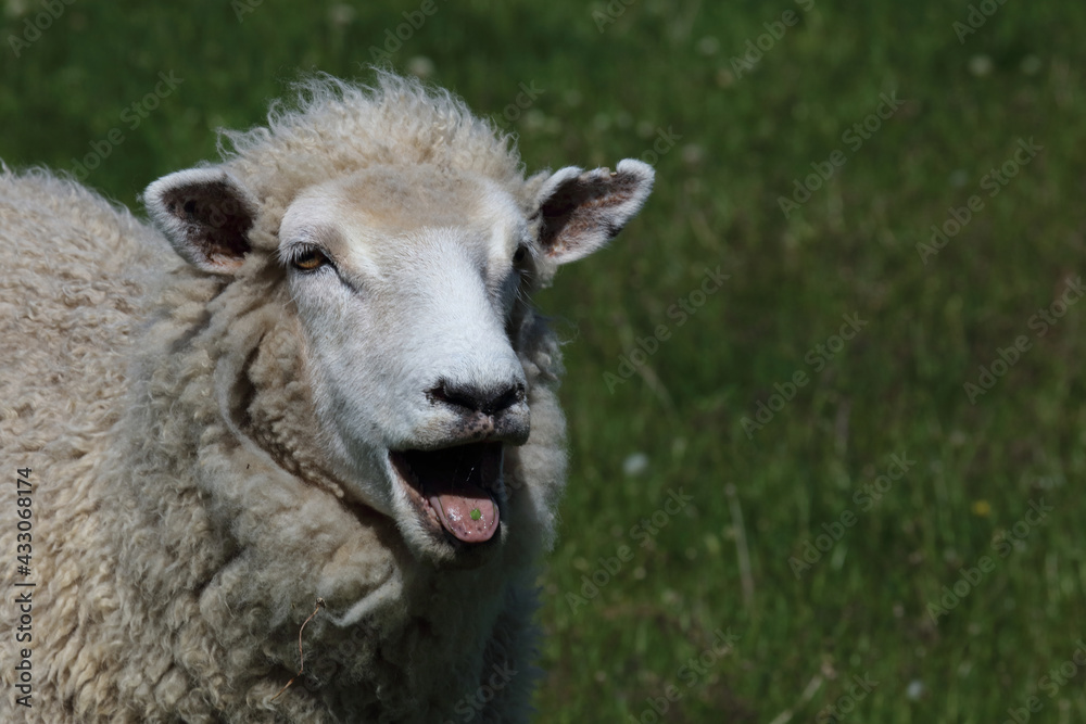 Romneyschaf / Romney sheep / Ovis