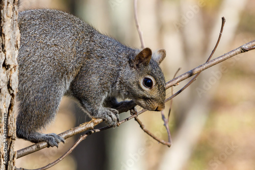 Close up of an Eastern gray squirrel (Sciurus carolinensis) in a tree during spring. Selective focus, background and foreground blur.
