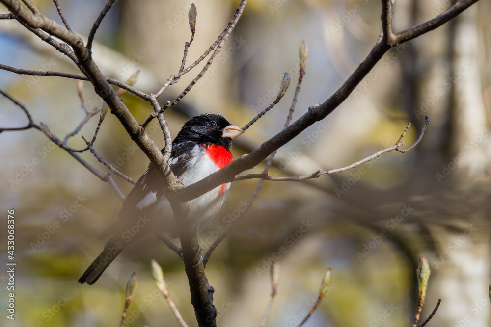 Rose-breasted Grosbeak (Pheucticus ludovicianus) also known as a Cut-throat perched on a tree branch during spring. Selective focus, background blur and foreground blur.
Rose-breasted Grosbeak (Pheucticus ludovicianus) also known as a Cut-throat perched on a tree branch during spring. Selective focus, background blur and foreground blur.