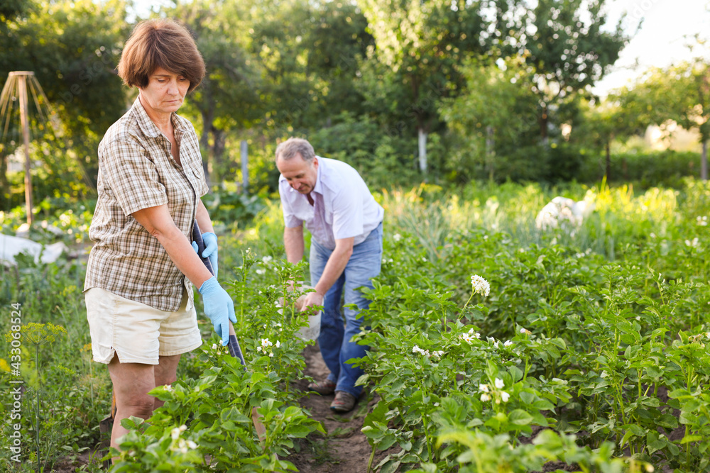 Elderly grandparents weed beet beds Elderly grandparents weed beet beds