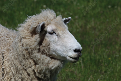 Fototapeta Naklejka Na Ścianę i Meble -  Romneyschaf / Romney sheep / Ovis