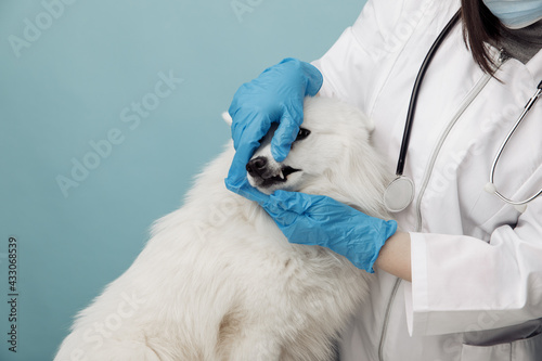 Fototapeta Naklejka Na Ścianę i Meble -  Veterinary checks the teeth dog on the table in vet clinic, veterenary concept