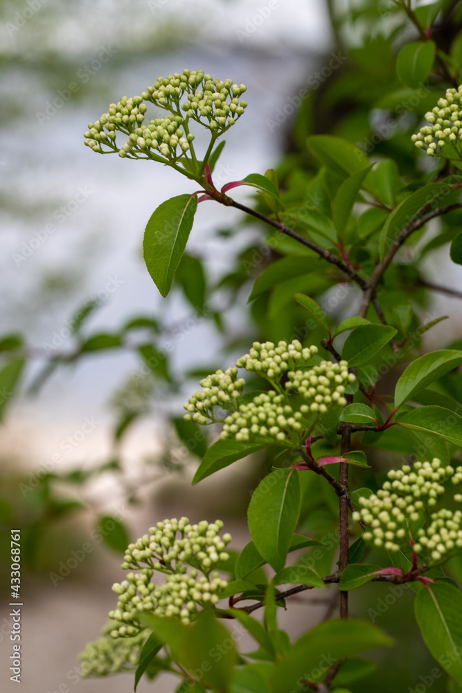 Spring plant with buds about to blossom in Calvert county Maryland 
