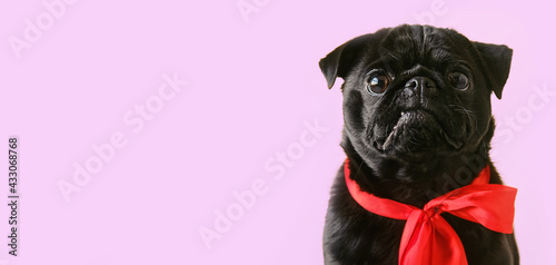 Portrait cute little black pug dog wearing red bow looking at camera banner on studio background. Funny pet puppy with copy space for text.