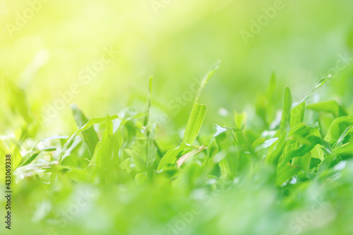 Drops of dew on green grass. Select focus and blurred background.Green nature background concep
