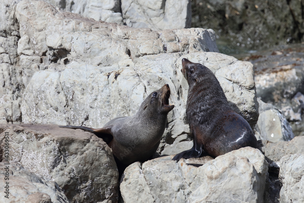 Fototapeta premium Neuseeländischer Seebär / New Zealand fur seal / Arctocephalus forsteri.