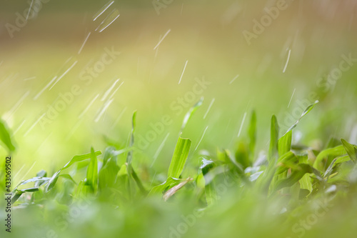 Drops of dew on green grass. Select focus and blurred background.Green nature background concep
