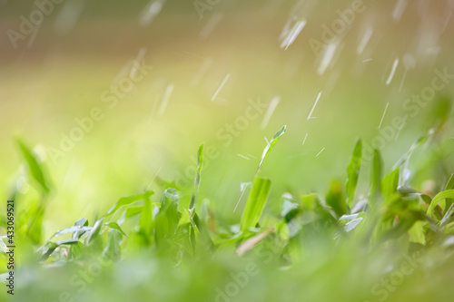 Drops of dew on green grass. Select focus and blurred background.Green nature background concep