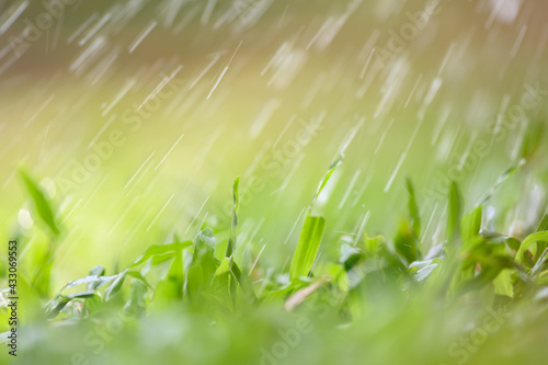 Drops of dew on green grass. Select focus and blurred background.Green nature background concep