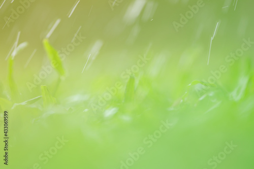 Drops of dew on green grass. Select focus and blurred background.Green nature background concep