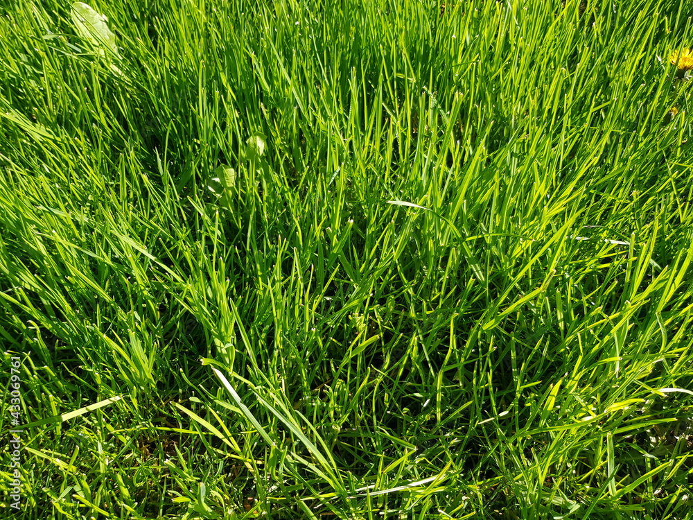 Background of green grass close-up. Green grass texture Background of green grass close-up. Green grass texture
