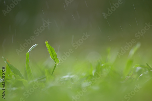 Drops of dew on green grass. Select focus and blurred background.Green nature background concep