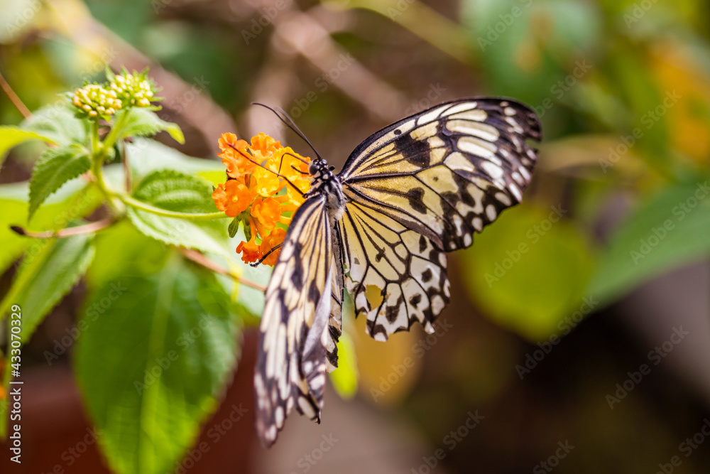 Obraz premium A beautiful black, white and yellow butterfly perched on a yellow flower, with large open wings. In the blurred background, green leaves and plants. The insect sucks the nectar of the flower.