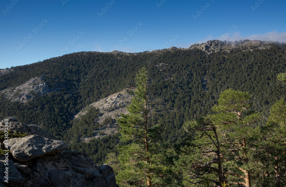 Fototapeta premium Forest of Scots pine tree, Pinus sylvestris. Photo taken in Guadarrama Mountains National Park, province of Madrid, Spain