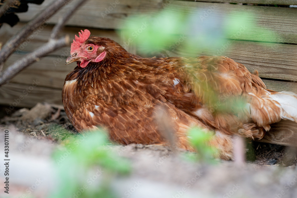 Fototapeta premium Ein glückliches Huhn liegt im Gras