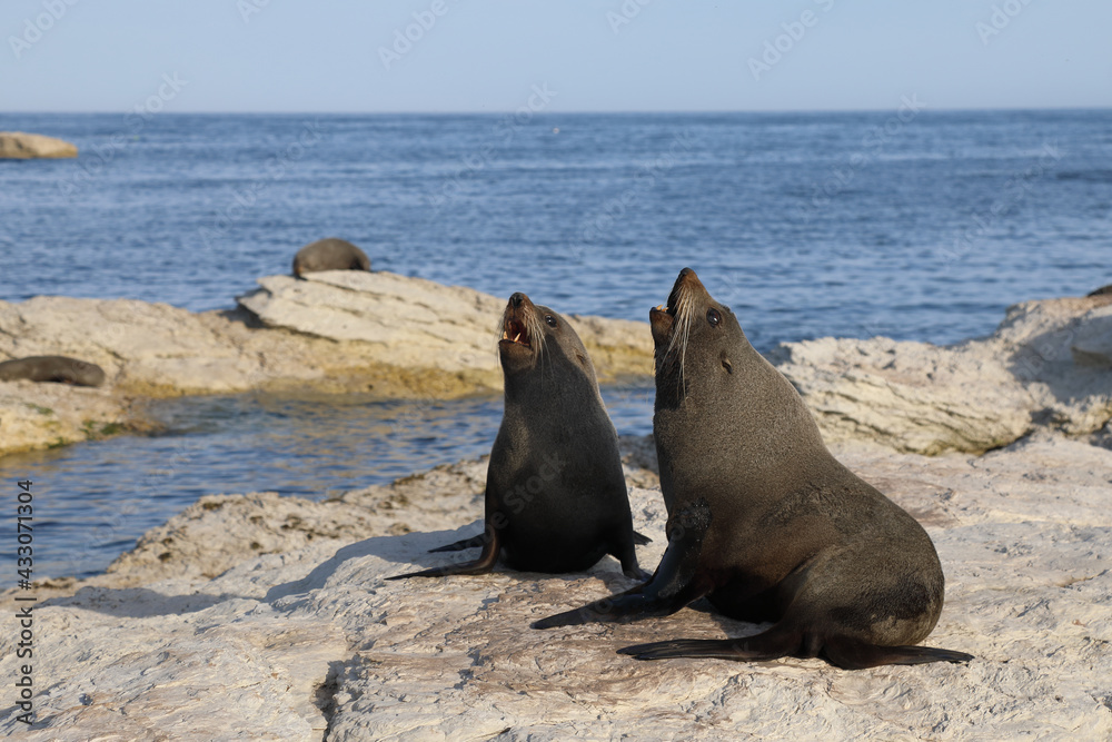 Fototapeta premium Neuseeländischer Seebär / New Zealand fur seal / Arctocephalus forsteri