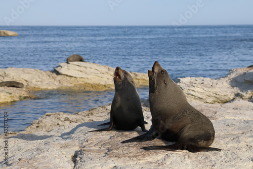 Neuseel  ndischer Seeb  r   New Zealand fur seal   Arctocephalus forsteri