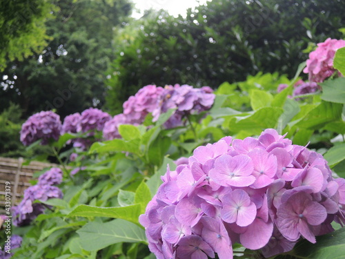 pink hydrangea flowers blooming in the garden during rainy season
